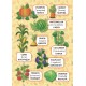 Перші слова — Фрукти та овочі. Fruit and Vegetables Перші слова — Фрукти та овочі. Fruit and Vegetables